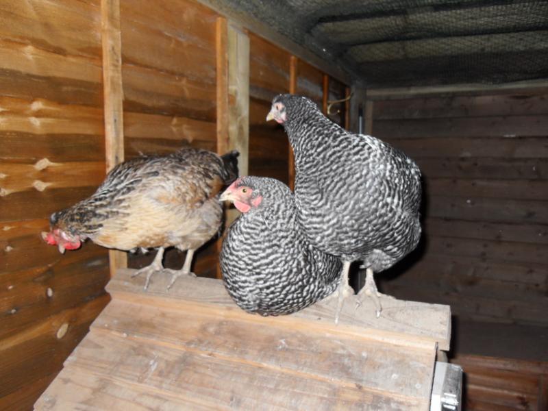Bluebell joins them but I don't know what they are all looking at!