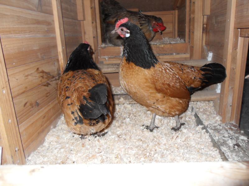Bluebell wants to lay her egg and Honey stands in the foreground