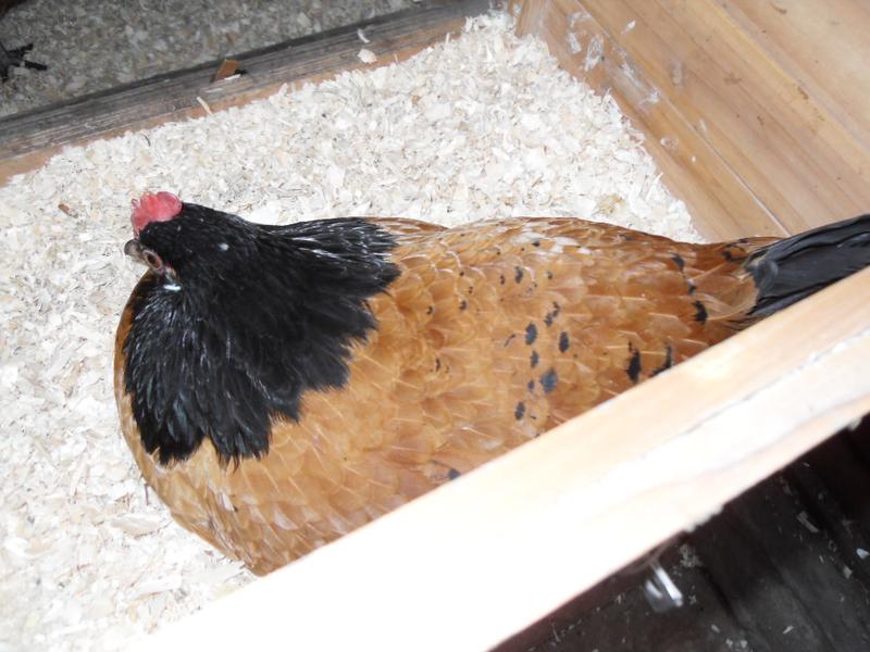 Honey in the nest box long after she has laid her egg