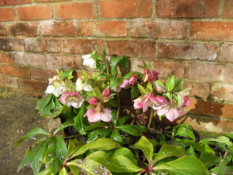 These helebors look good against the brick work
