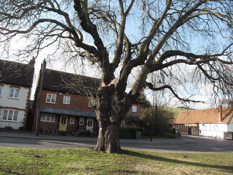 The old horse chestnut tree on the green has lost a quarter of it's branches