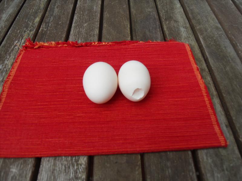 Amber's latest egg on the right and Honey's egg on the left