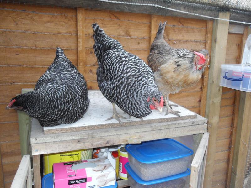 Come on mum, you know you want to give us some treats