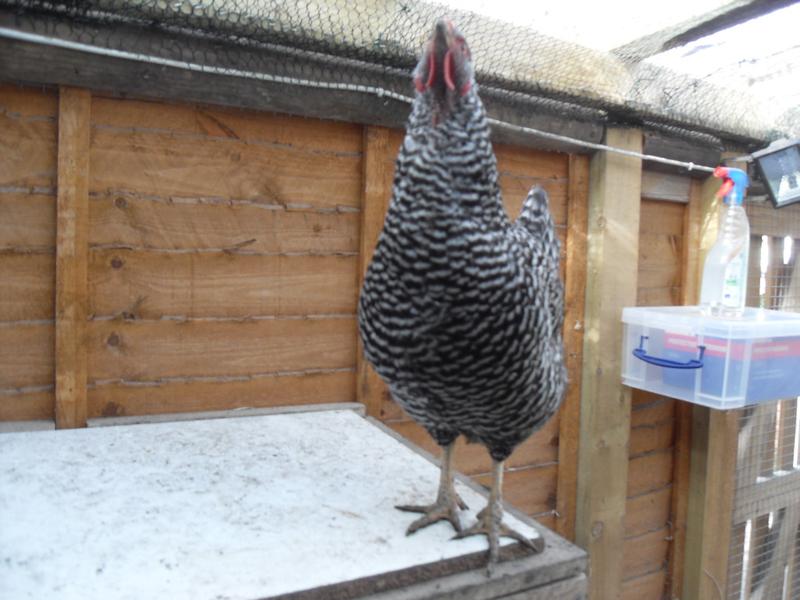 Dotty's neck is missing feathers but isn't getting any worse at the moment