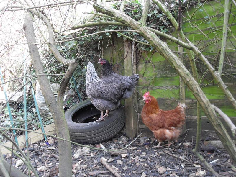 Shadow and Bluebell on the tyre and Bonnie in the foreground