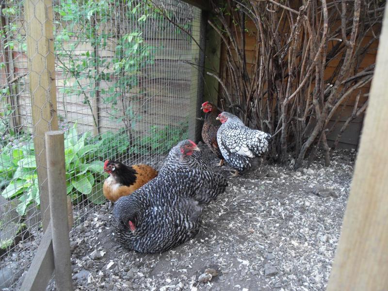 All six girls were resting together untill I got close then Honey wandered off to look in the new girl's coop