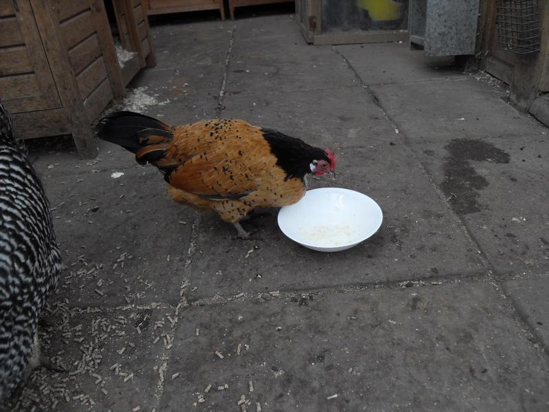 Amber looks much better as she tucks into some scrambled egg