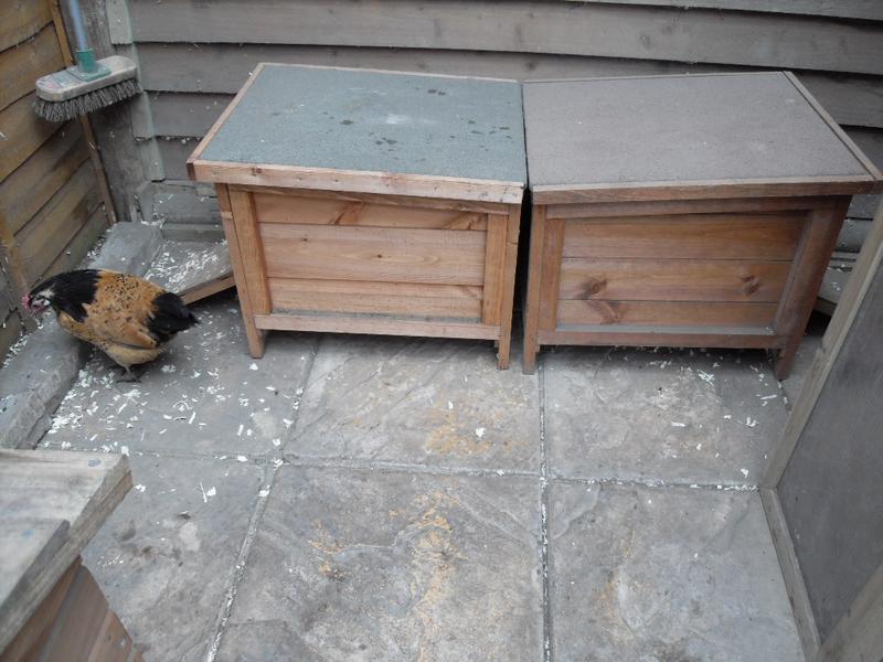 Amber wants to lay her egg but can't decide which nest box to use