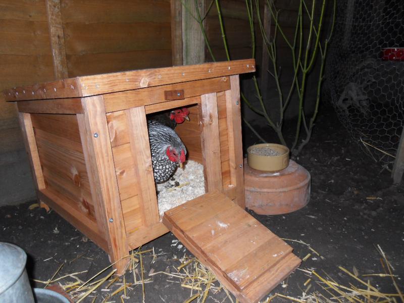 I opened up the little coop