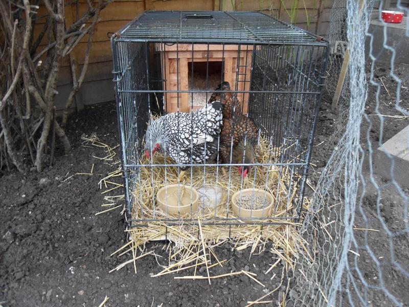 This makes a small run attached to the coop just for this afternoon.