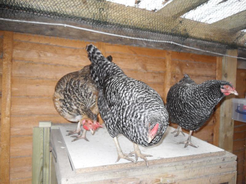 The big girls awaiting their pre bedtime corn