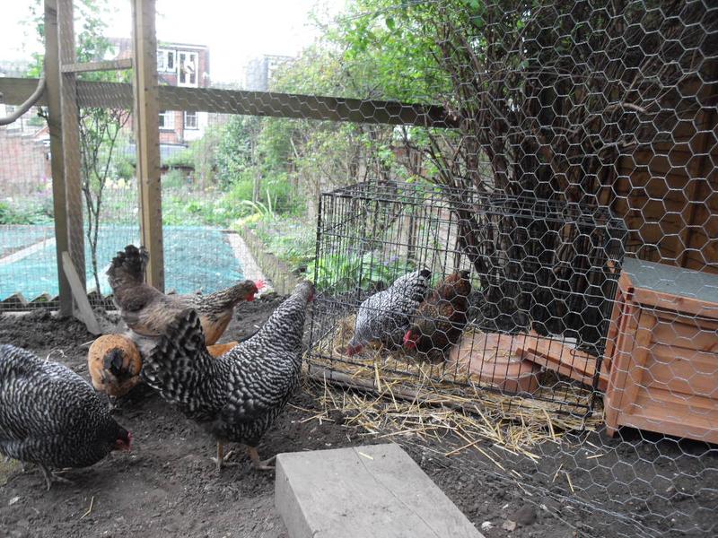 The new girls carry on feeding and don't seem to be at all bothered by the other girls