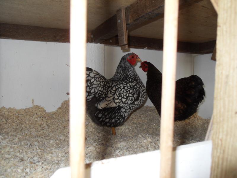 A bantam silver and gold laced wyndotte  