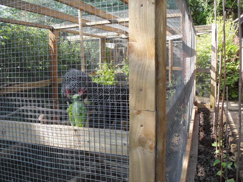 Dotty and Pepper pecking at the cabbage above their ladder
