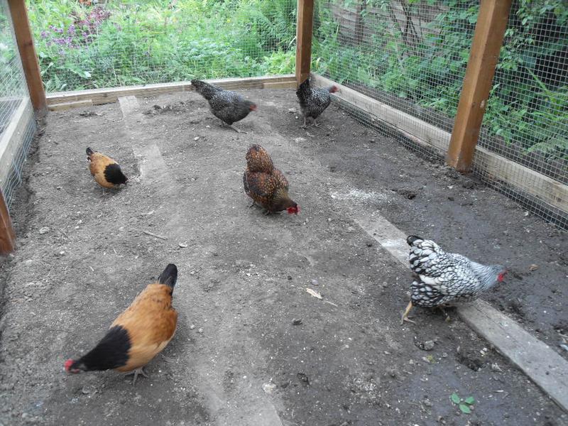 Finally I scattered some corn to get them all in the new area