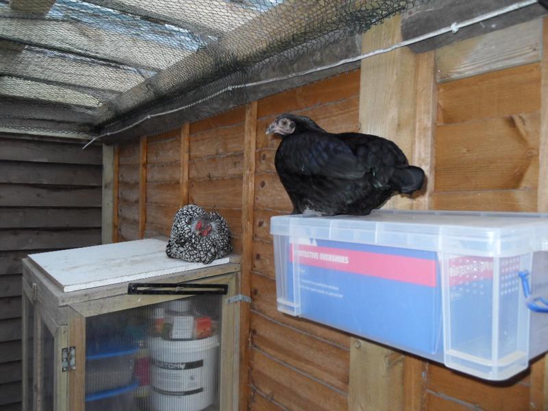 Sparkle and Emerald have settled on the top of the store cabinet and the shoe box