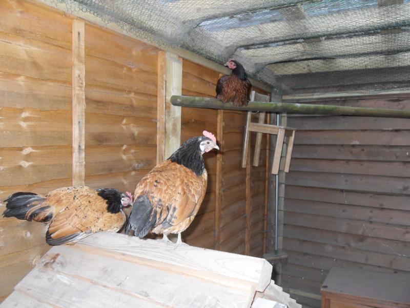 Amber and Honey are on the coop roof as usual and toffee is settled on the high perch