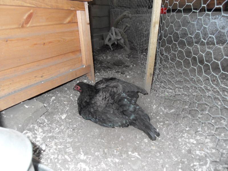 Emerald having a dust bath