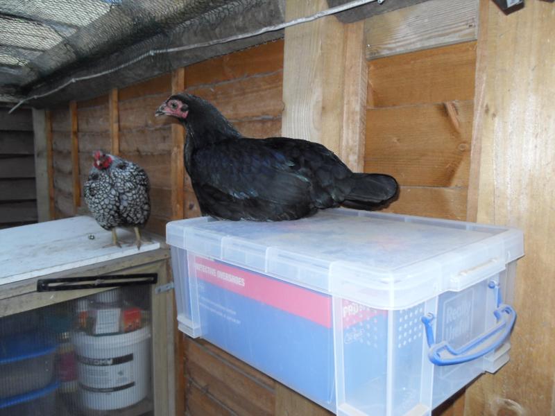 Emerald is on my shoe box and Sparkle is on top of the storage cabinet which is her usual bedtime positin