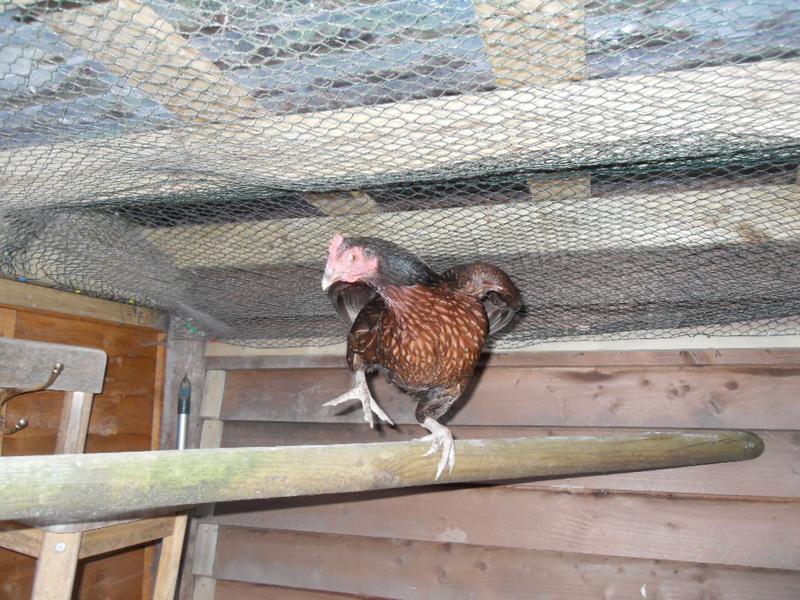 Here is Toffee doing her "funky gibbon"impression. You have to have watched "The Goodies" for that to make sense!