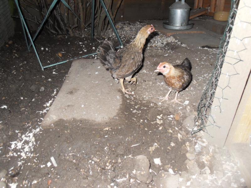 I let the chicks out at quarter to five this morning