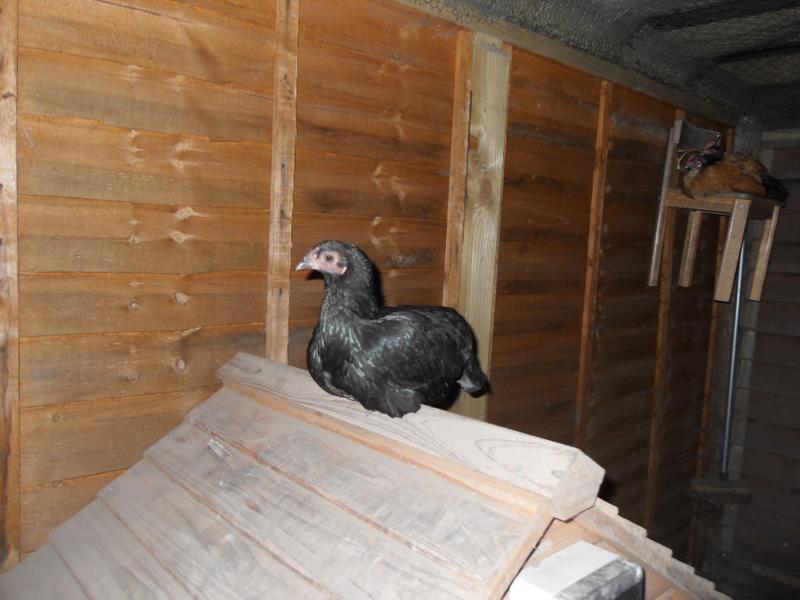 Much to my surprise Emerald was on top of the little coop