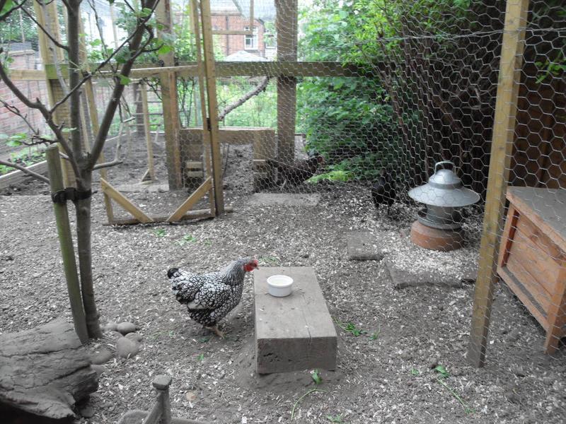 Sparkle inspects the dish of egg