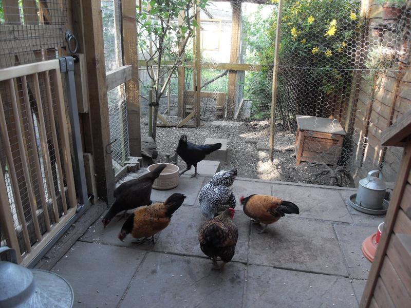 I throw out the sunflower hearts and all the girls hoover them up except for Emerald at the back of the photo