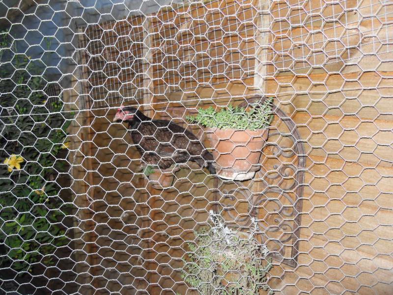 Toffee had found the highest point on their side in a plant pot!