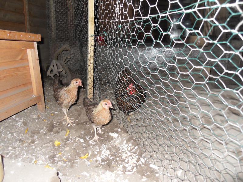 Topaz had a brief look at them through the wire