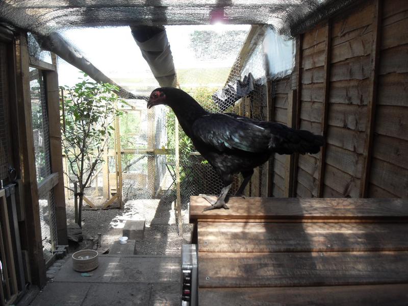 As soon as I open the store cabinet door Emerald jumps to the coop roof