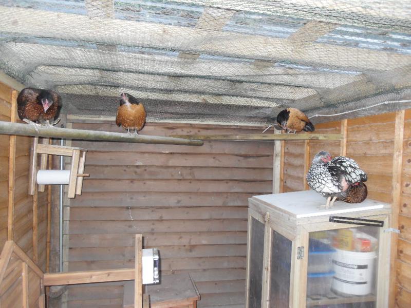 Honey goes over to chase Toffee from the original perch