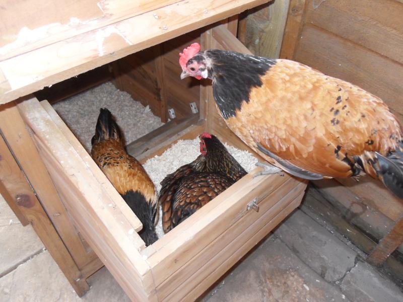 Honey and Amber are very curious. 
