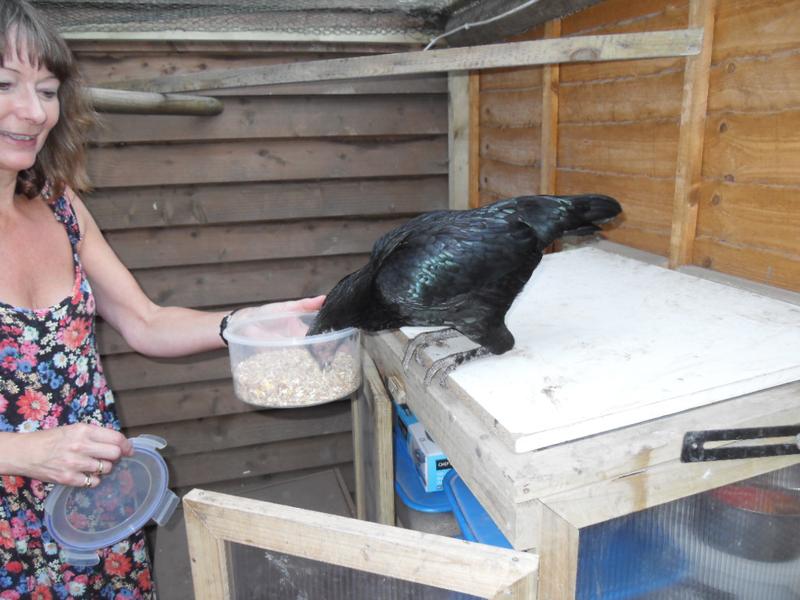 Again Emerald helps herself to some corn