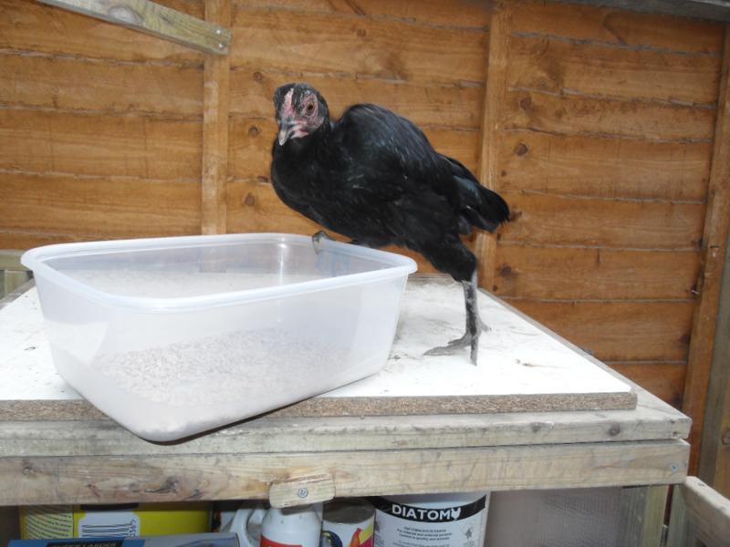 The trouble is she will try to stand on the edge of the container