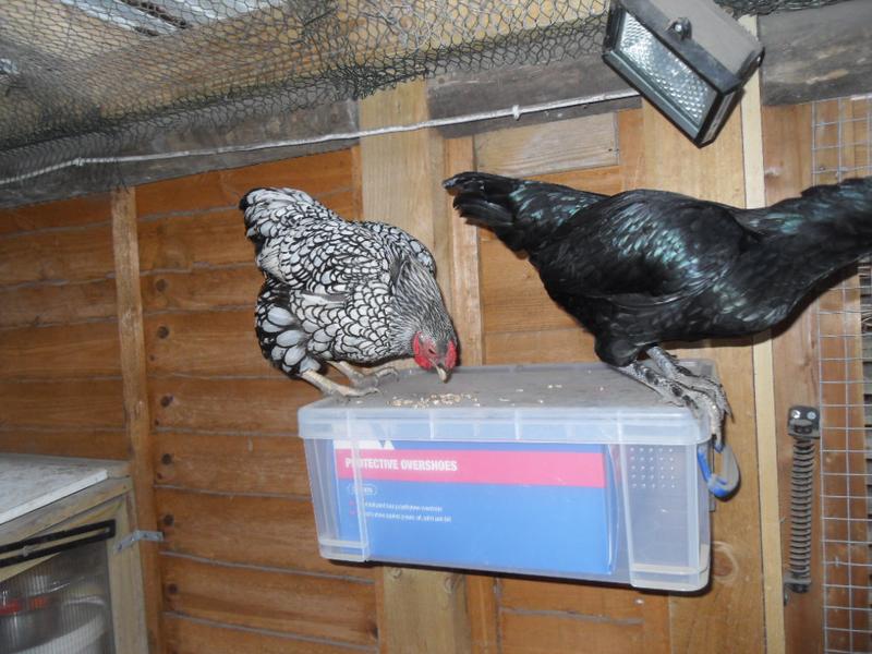 We give Emerald some corn and seeds on the shoe box but Sparkle gets in on the act