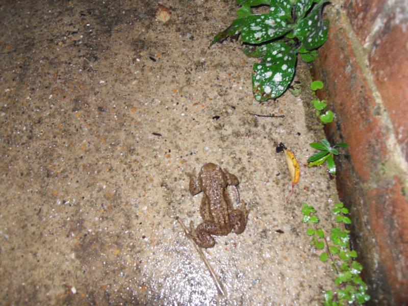 A toad with a worm under it's right foreleg