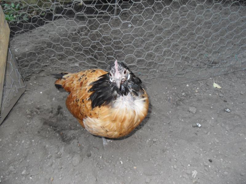Amber's neck feathers are a bit behind Honey's but she is getting there