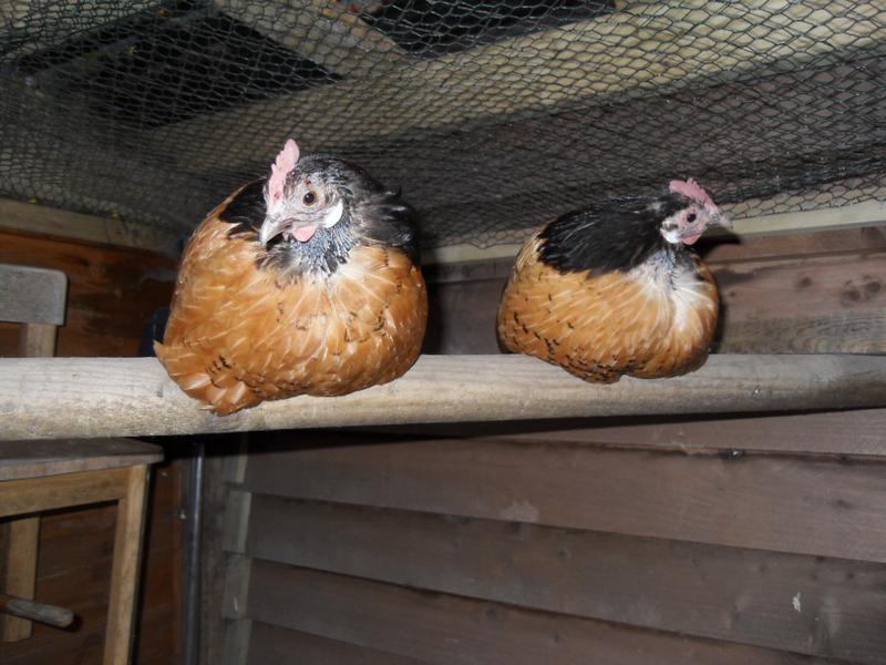 It looks like they will soon have feathered necks at last