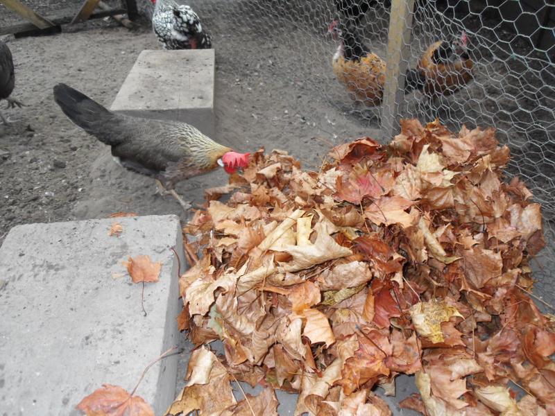 Peaches was the first one brave enough to investigate the leaves