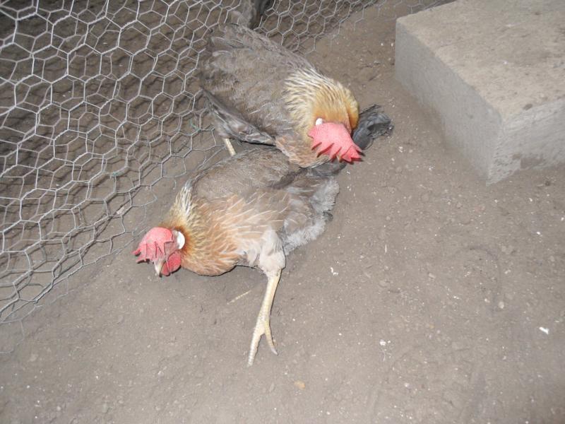 Peaches and Barley wrieth around together and preen each other