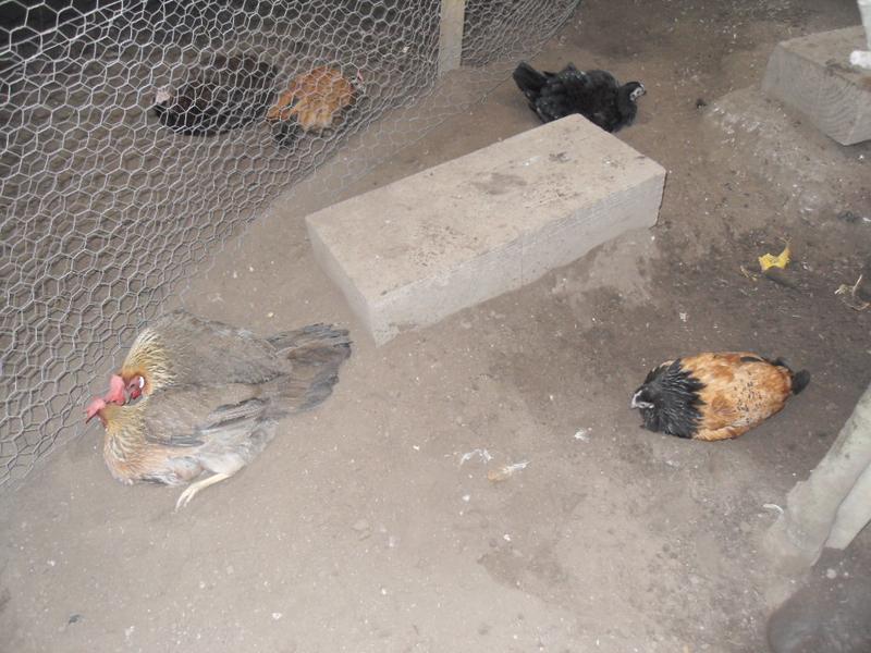 The other girls are all spaced out in their dust baths
