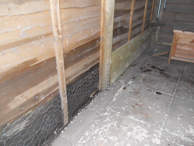 Then we nailed a couple of planks to the fence in front of the chicken wire