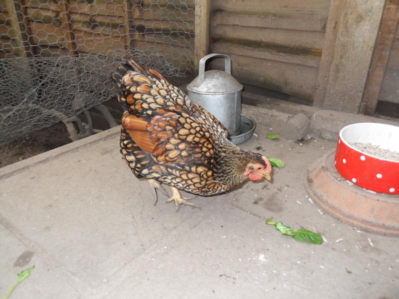 Topaz doesn't look bad but some of her feathers stick out further than others