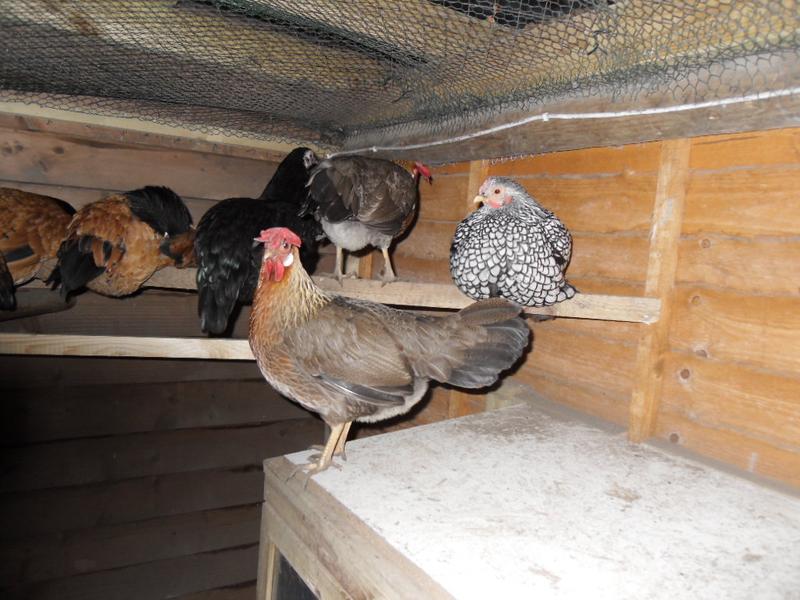 Emerald moves back up to the old perch and is joined by Barley