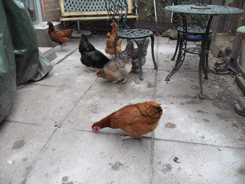 The girls mingle with the help of some corn