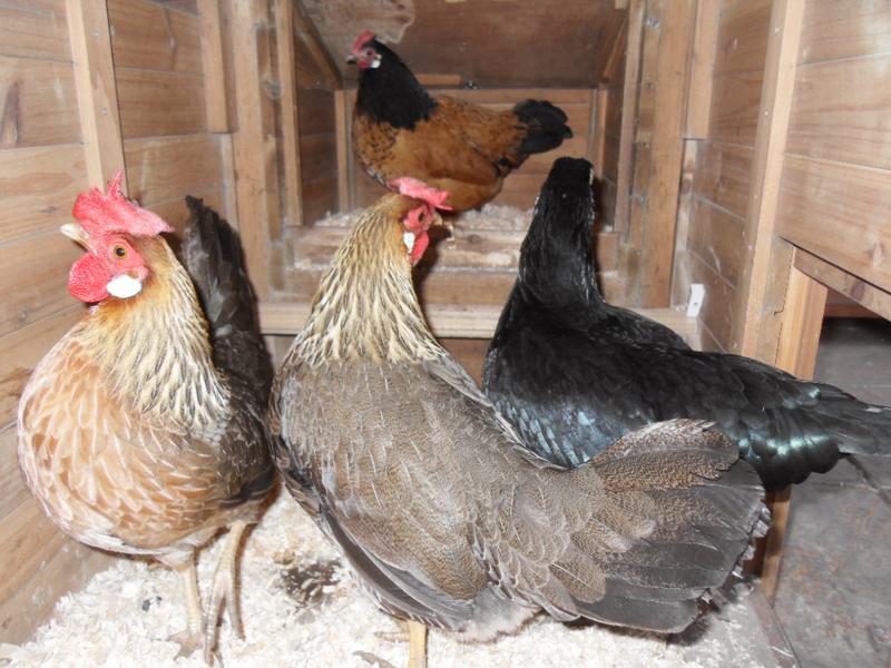 Amber is in the nest box and is being watched by Barley, Peaches and Emerald