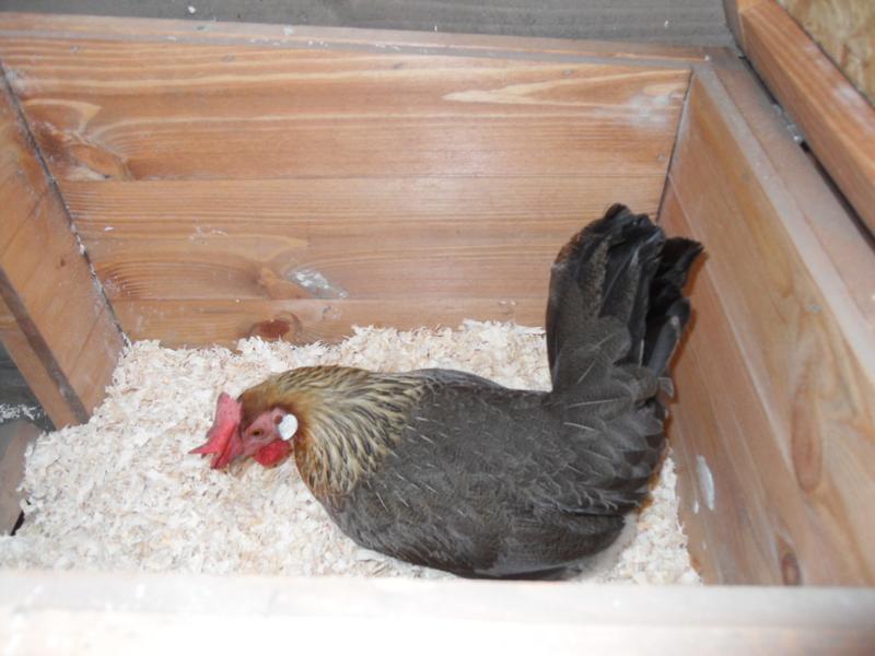 Barley has given up and gone into the other nest box
