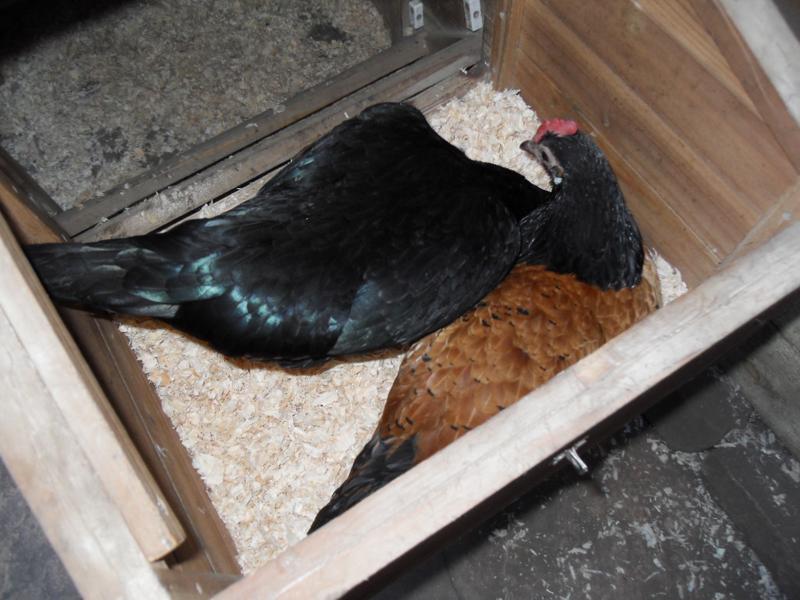 Emerald is being nosey while Honey is in the nest box