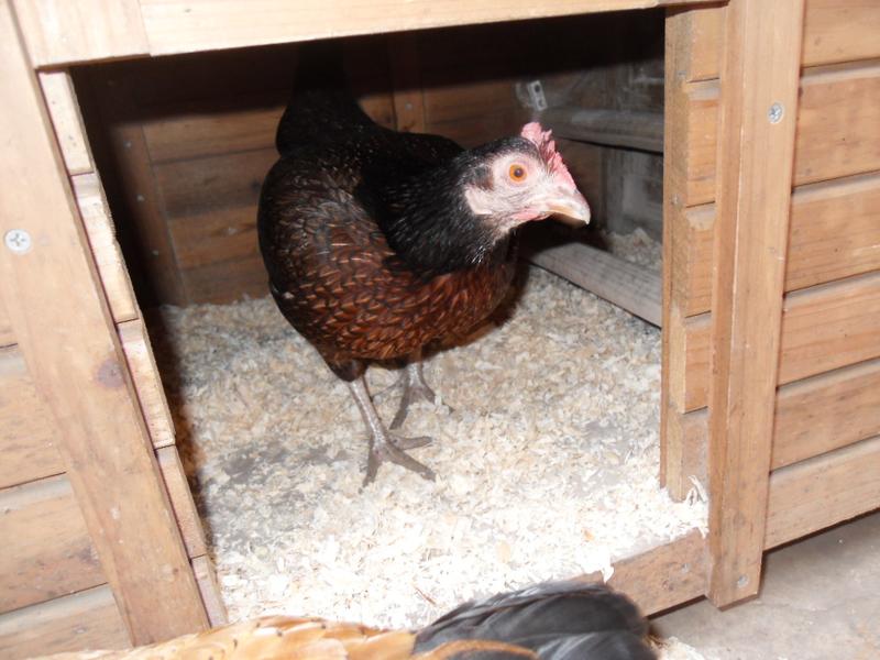 For the first time this year Toffee goes into the coop
